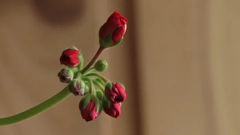 Red geranium buds on thin green stem against beige background. Stock Footage 335689604