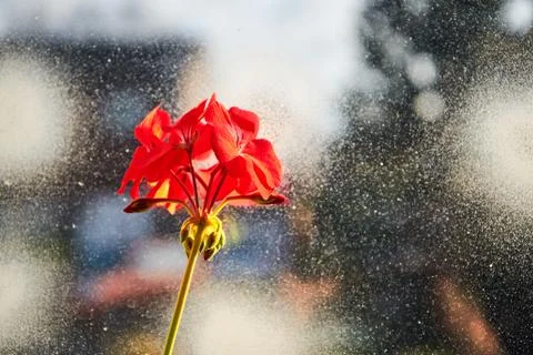 Red geranium in Christmas decorating window. Macro Stock Photos