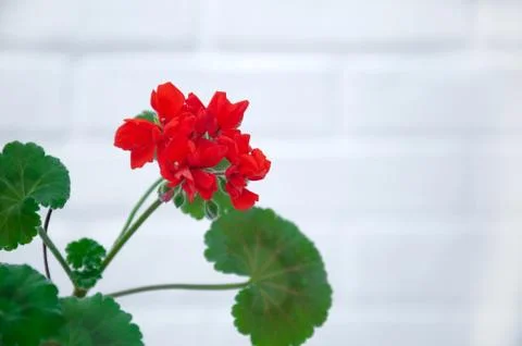 Red geranium closeup on a white background. A branch of geranium. Stock Photos