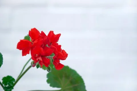 Red geranium closeup on a white background. A branch of geranium. Stock Photos