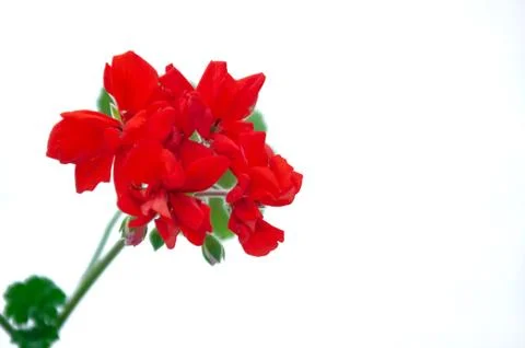 Red geranium closeup on a white background. A branch of geranium. Stock Photos