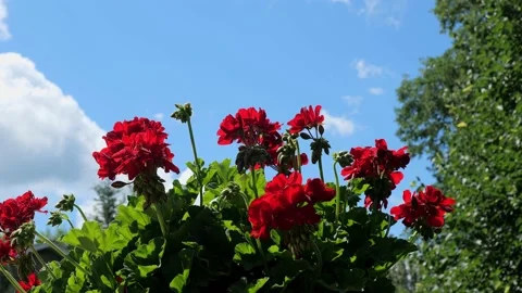 Red Geranium flower blossoms flutter in the breeze, with blue sky Stock Footage 146423928