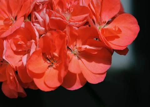 Red geranium flower on dark background Stock Photos