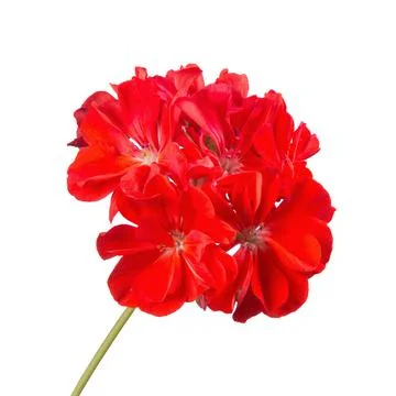 Red geranium flower isolated on white Stock Photos