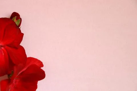 Red geranium flower on a light background, blank for congratulations, copy sp Stock Photos