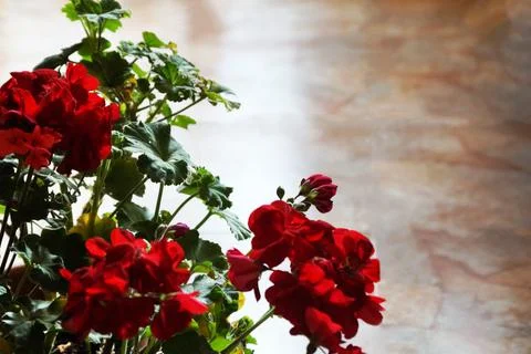 Red geranium flower on a light background, copy space Stock Photos