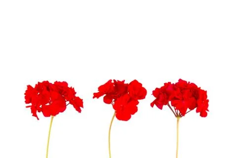 Red geranium flower Stock Photos