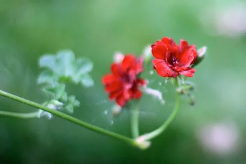 Red geranium flower Stock Photos