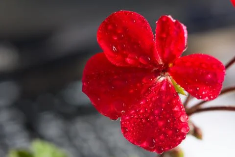 Red geranium flower Stock Photos