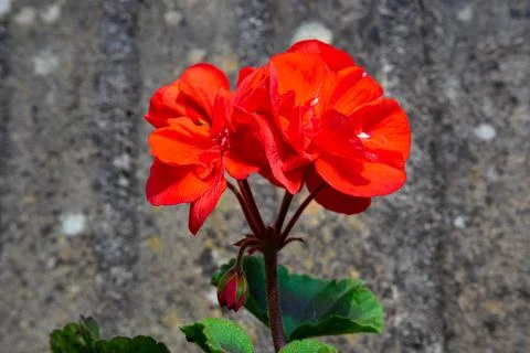 Red Geranium Flower Stock Photos