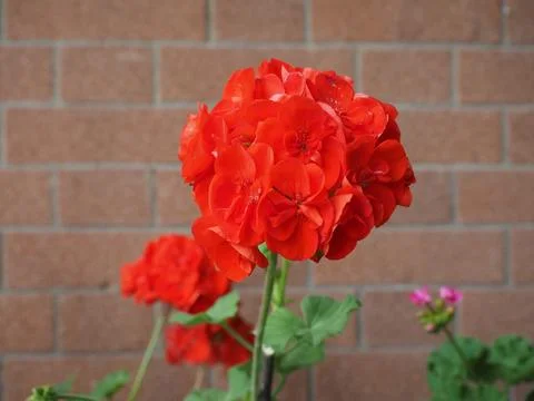 Red geranium flower Stock Photos