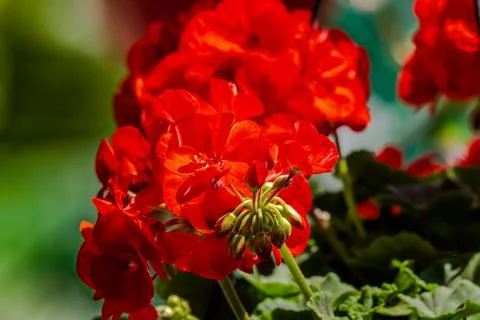 Red geranium flower Stock Photos