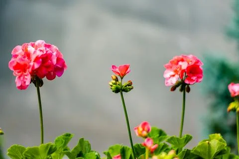 Red geranium flower Stock Photos