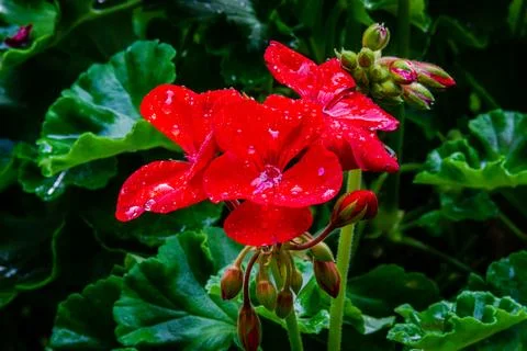 Red geranium flower Stock Photos