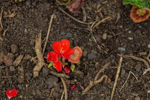 Red geranium flower, top view, copy space. 写真素材