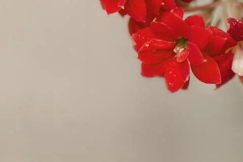 Red geranium flower on white background Stock Photos