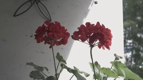 Red geranium flowers on the balcony Stock Footage