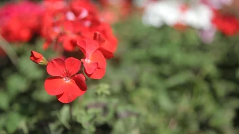 Red Geranium Flowers Blooming in Park Garden Vidéo 341032823