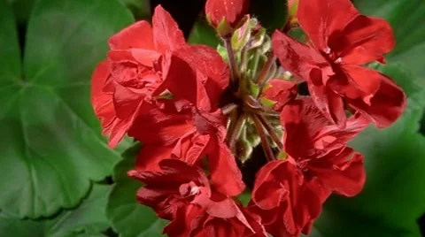 Red Geranium Flowers Blooming in Time-lapse – 480x270 스톡 동영상 7763042