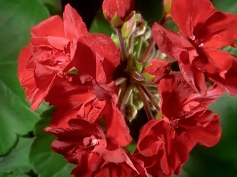 Red Geranium Flowers Blooming in Time-lapse – 640x480 Stock Footage 7763074