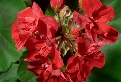 Red Geranium Flowers Blooming in Time-lapse – NTSC Stock Footage 7763090