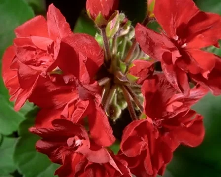 Red Geranium Flowers Blooming in Time-lapse – PAL Stockbeeldmateriaal 7763104