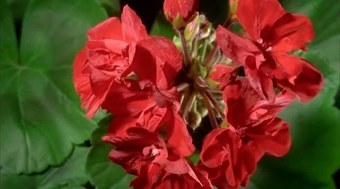 Red Geranium Flowers Blooming in Time-lapse – HD Stock Footage