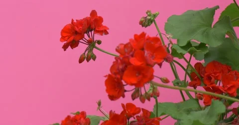 Red Geranium Flowers, Branches Closeup, Green Leaves Stock Footage 51625163
