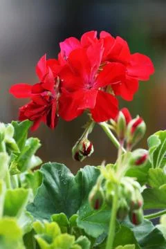 Red geranium flowers close up on nature background Stock Photos