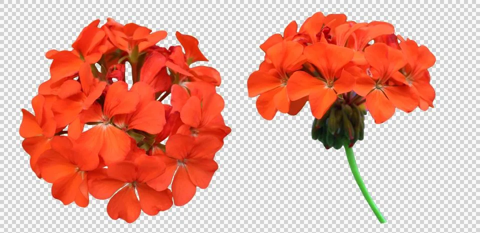 Red Geranium Flowers Clusters Set Stock Photos