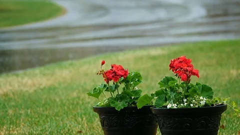 Red Geranium flowers outside in pots during spring rain. Stock Footage 89590729