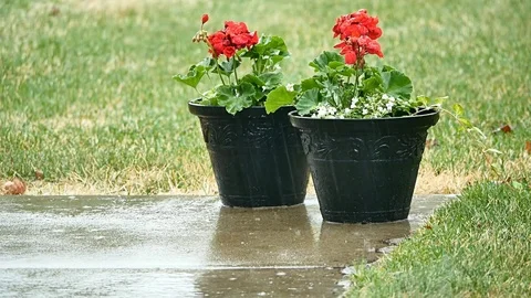 Red Geranium flowers outside in pots during spring rain. Stock Footage 89639000