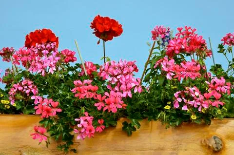 Red geranium flowers Stock Photos