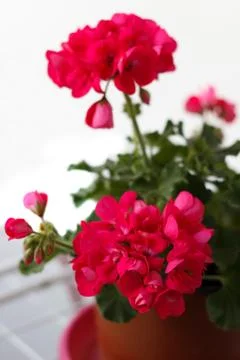 Red geranium flowers Stock Photos