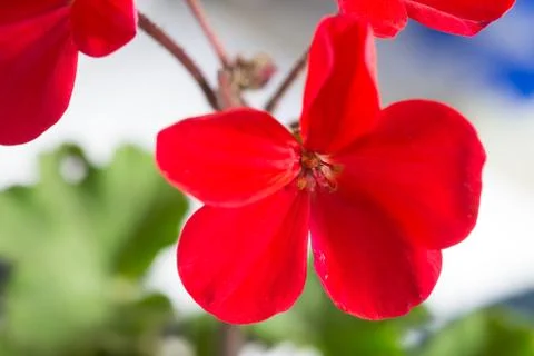Red geranium flowers Foto stock