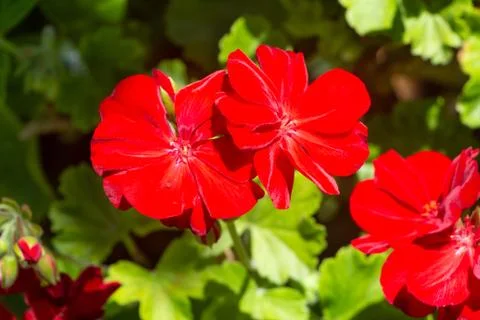 Red geranium flowers Stock Photos