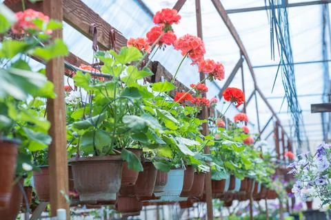 Red geranium flowers. Stock Photos