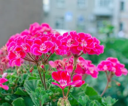 Red geranium flowers Stock Photos