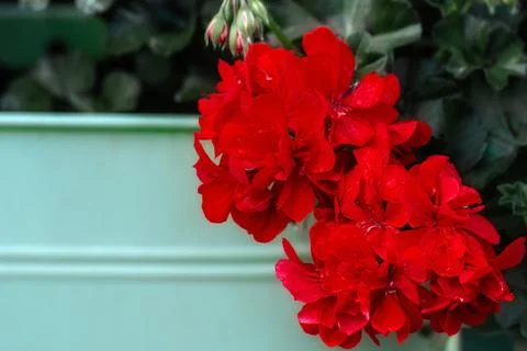 Red geranium flowers. Stock Photos