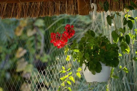 Red geranium flowers in pot Stock Photos