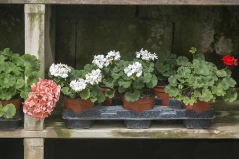 Red geranium flowers in pots Stock Photos