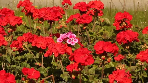 Red geranium Stock Footage 6073956