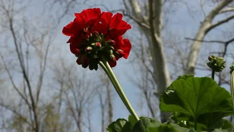 Red geranium Stock Footage 11019728