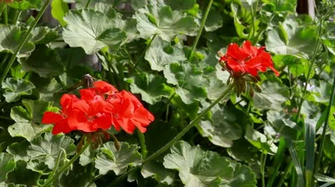 Red geranium Stock-Footage 22336276
