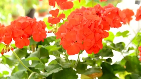 Red Geranium 動画素材 53291010