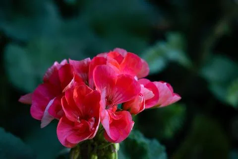 Red geranium with a green leaf in the background Stock Photos