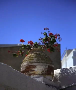 Red geranium in an old pot Stock Photos