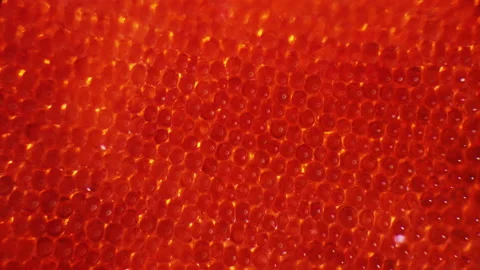 Red geranium petal cells under a microscope Stock Footage 148366911