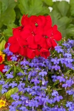 Red geranium Stock Photos