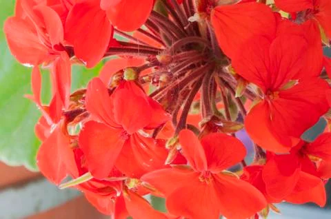 Red geranium Stock-Fotos